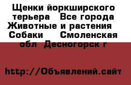 Щенки йоркширского терьера - Все города Животные и растения » Собаки   . Смоленская обл.,Десногорск г.